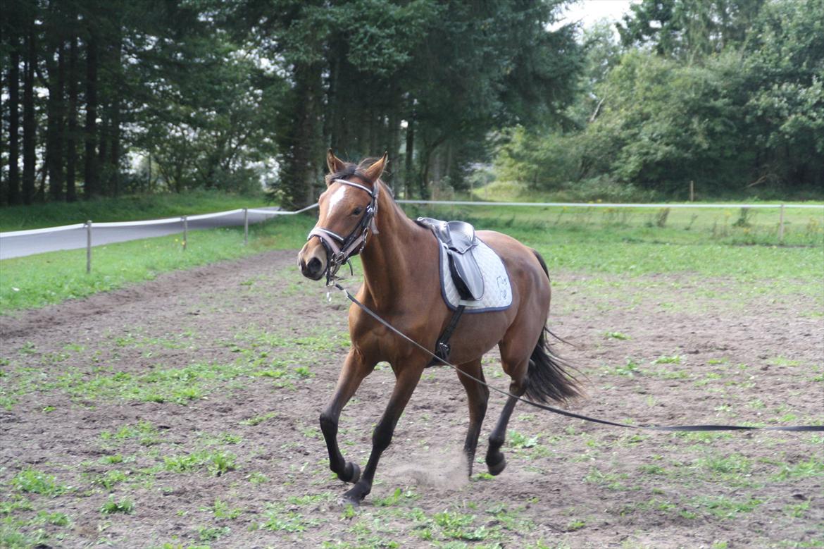 Anden særlig race Golden Star billede 23