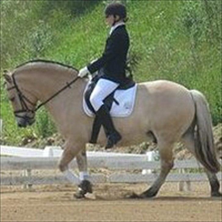 Fjordhest Dolph - Sommerstævne - Lc1 billede 4