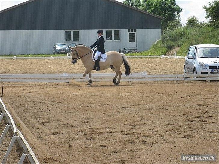 Fjordhest Dolph - Sommerstævne - Lc1 billede 5