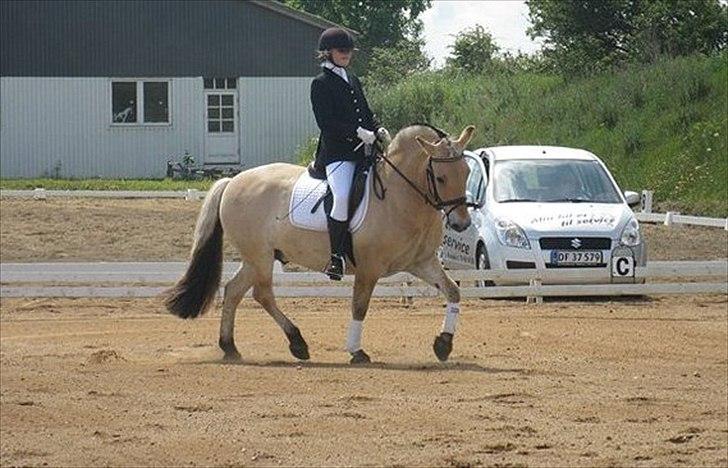 Fjordhest Dolph - Sommerstævne - Lc1 billede 3