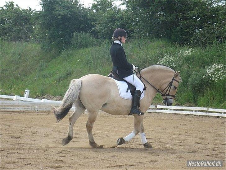 Fjordhest Dolph - Sommerstævne - Lc1 billede 6