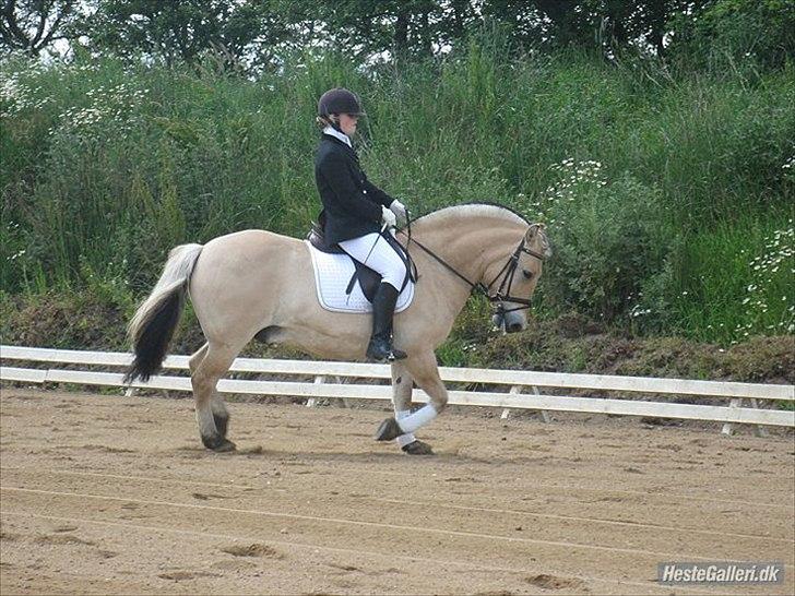 Fjordhest Dolph - Sommerstævne - Lc1 billede 7