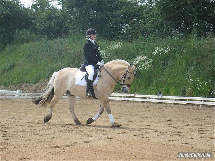 Fjordhest Dolph - Sommerstævne - Lc1 billede 2