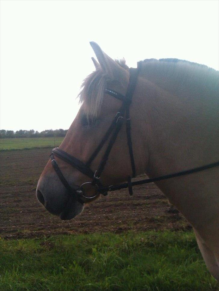 Fjordhest Dolph - Mesterfotograf: Mette Meyer Jensen<3 billede 8