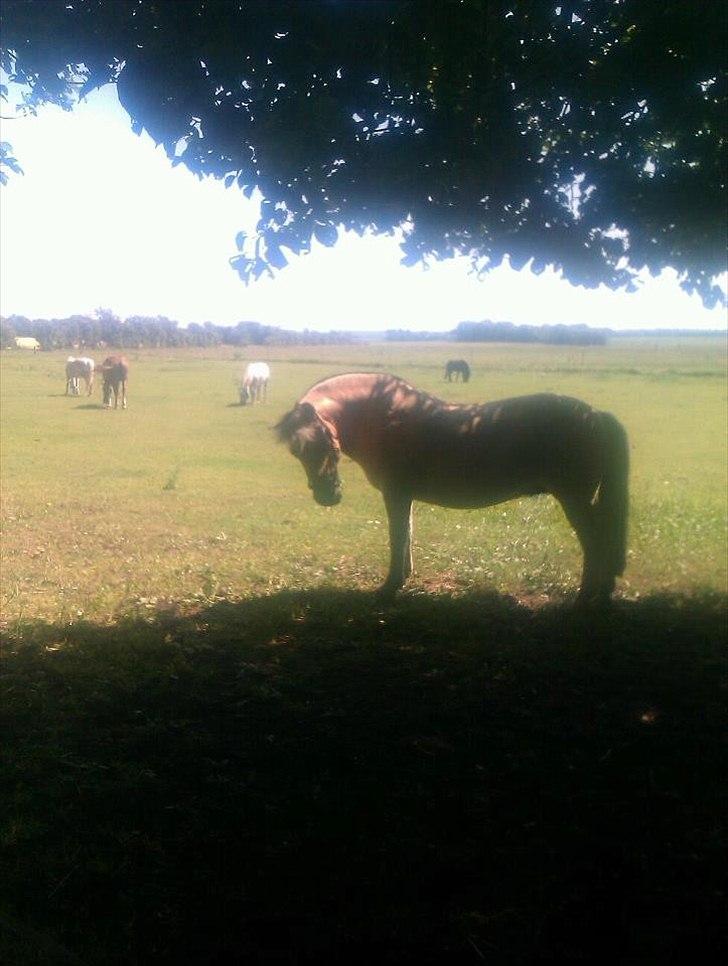 Fjordhest Dolph - Lækkermand :*<3 billede 9