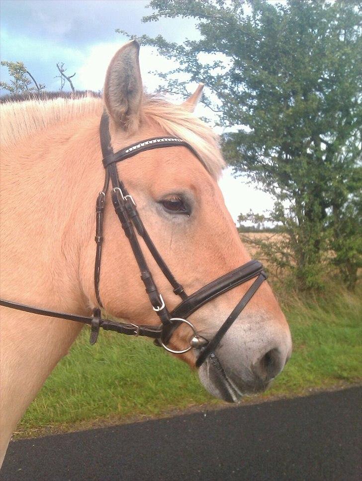 Fjordhest Dolph - Du' alt<3 billede 10