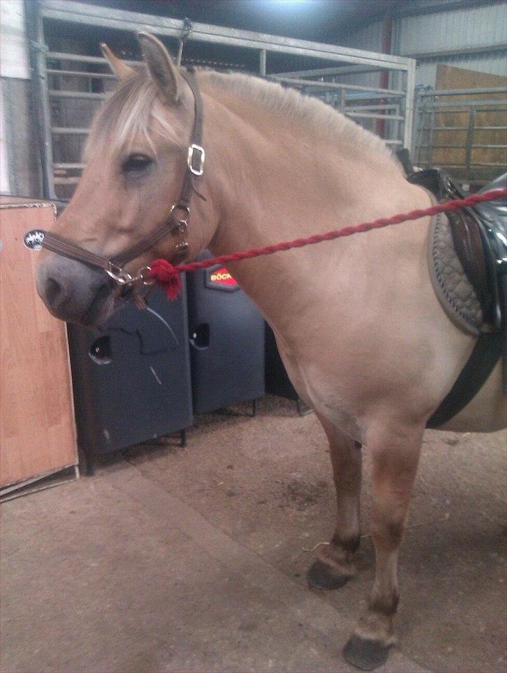 Fjordhest Dolph - Altid dejlig :* billede 11