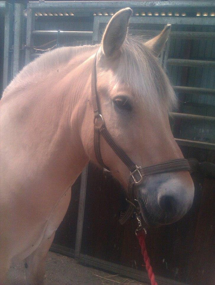 Fjordhest Dolph - Smukke :* billede 12