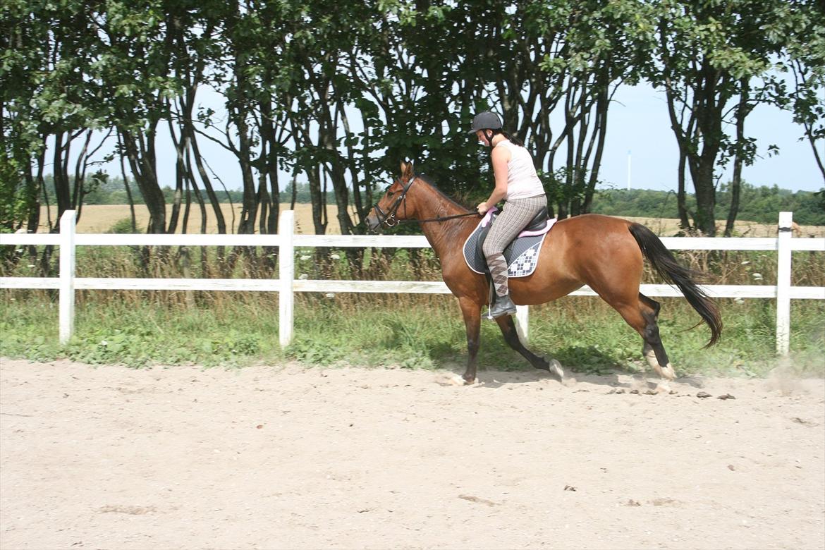 Traver Openminded (Tøsen) - Tøsen og jeg prøver og galoper, Det er en af de første gange :D billede 3