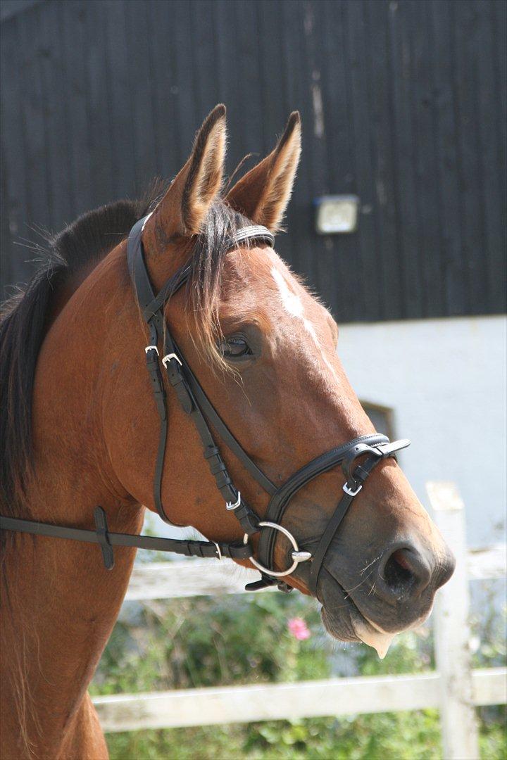 Traver Openminded (Tøsen) - Velkommen til Tøsen's profil, håber i nyder kigget :D billede 1
