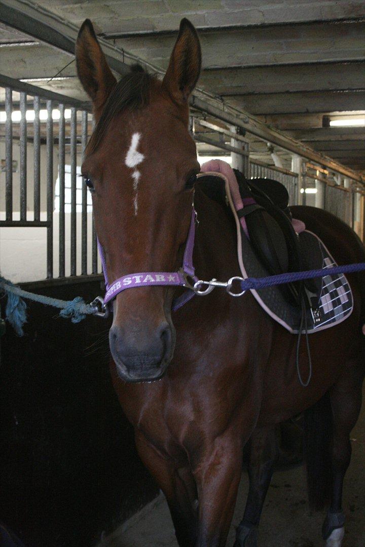 Traver Openminded (Tøsen) - Tøsen klar til en dejlig ridetur <3 billede 9