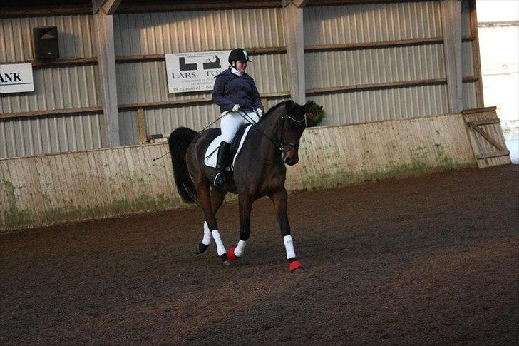 Dansk Varmblod Lady billede 15