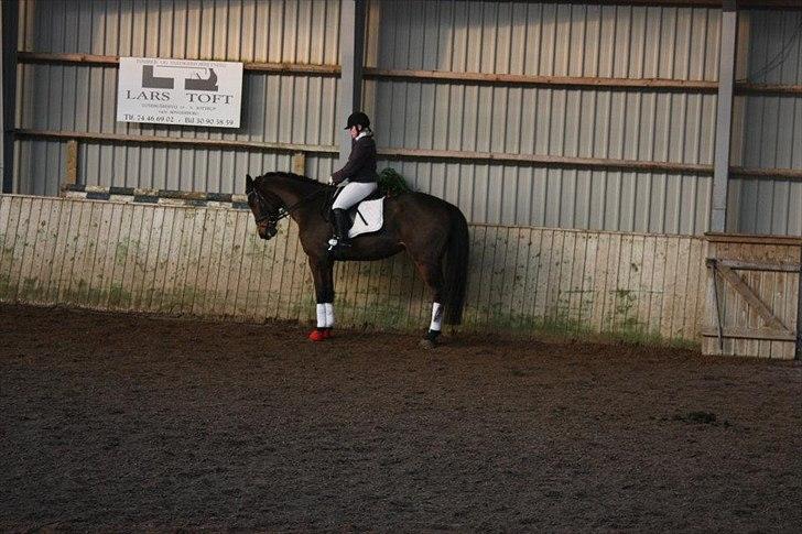 Dansk Varmblod Lady billede 16