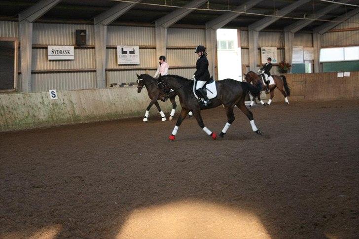 Dansk Varmblod Lady billede 17