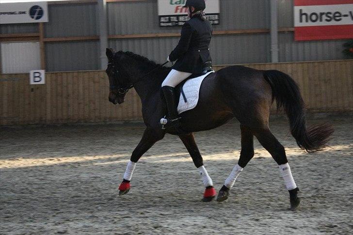 Dansk Varmblod Lady billede 18