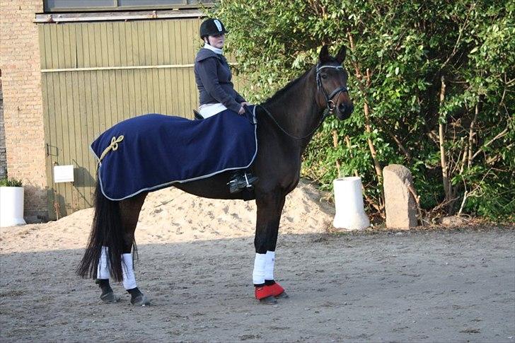 Dansk Varmblod Lady billede 1