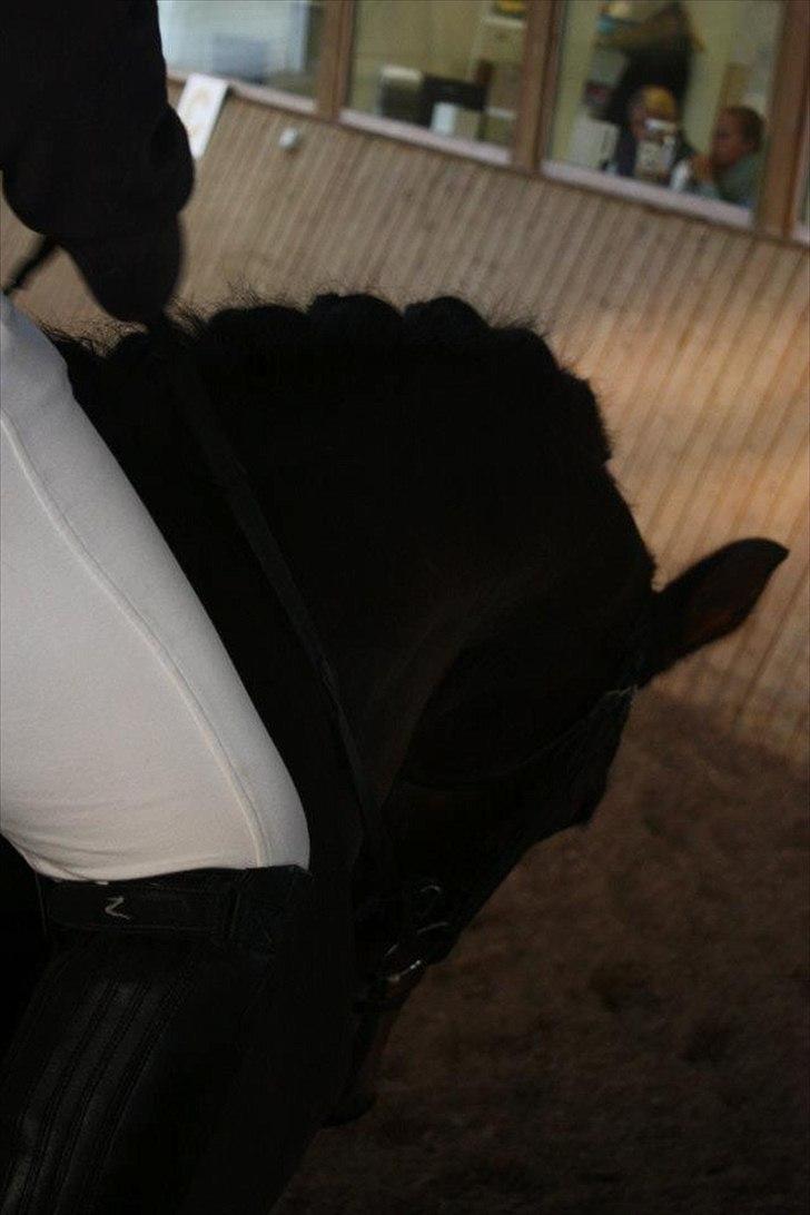 Dansk Varmblod Lady billede 20