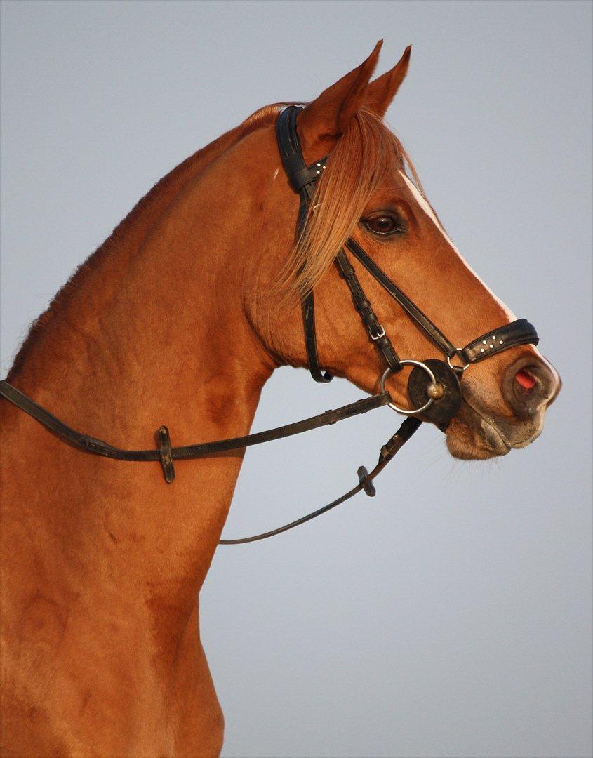 Anden særlig race Buster - Smukke Buster på Rømø, november 2011. billede 12