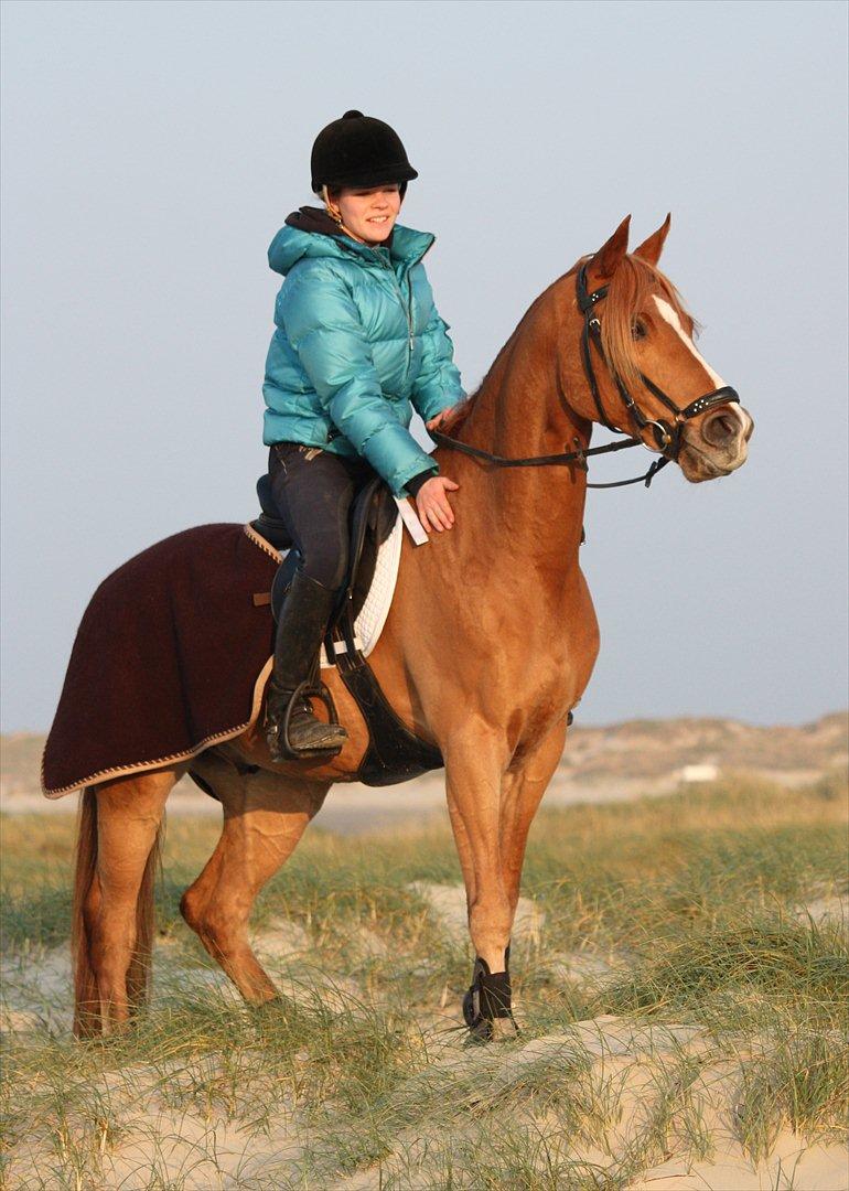 Anden særlig race Buster - Buster og jeg, Rømø november 2011. 
Smukke, dejlige pony! billede 2