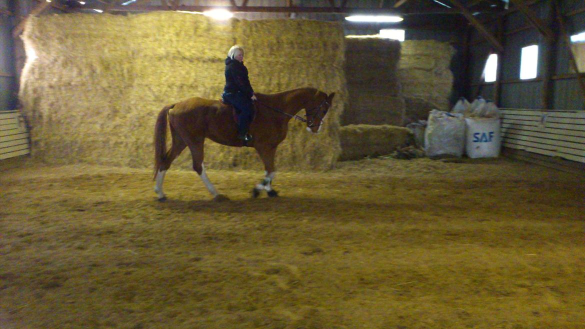 Dansk Varmblod De Gaulle billede 6