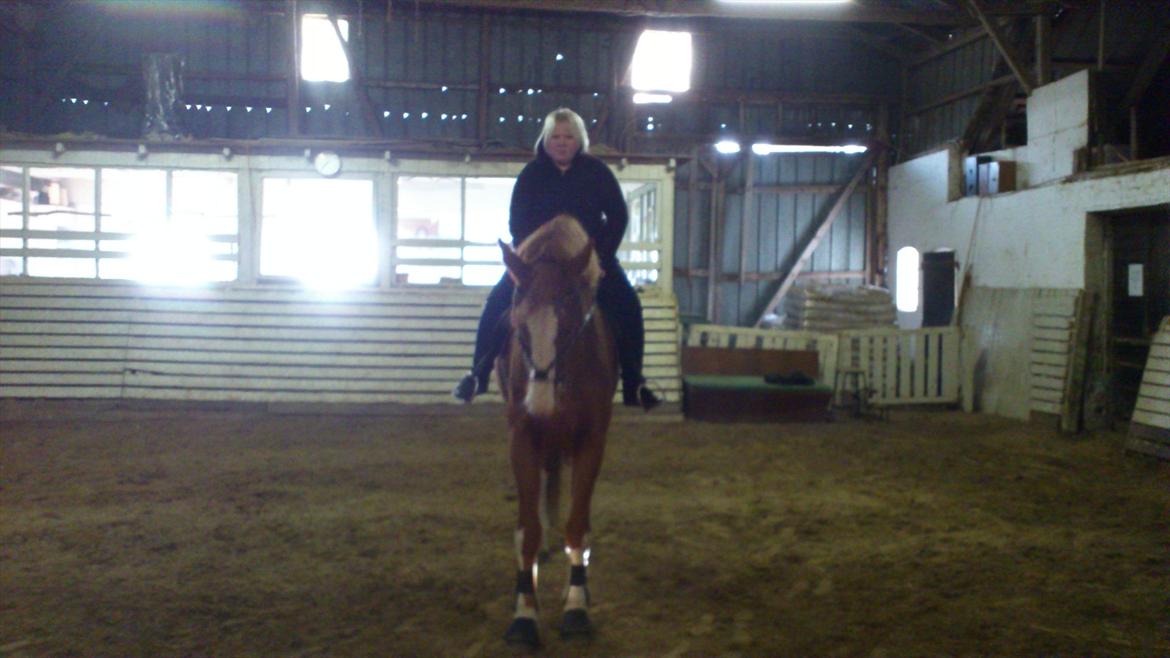 Dansk Varmblod De Gaulle billede 7