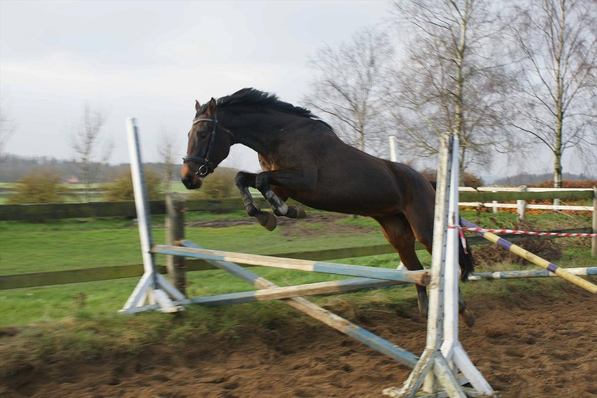 Dansk Varmblod Hot Chanel P. - 3 års billede 6