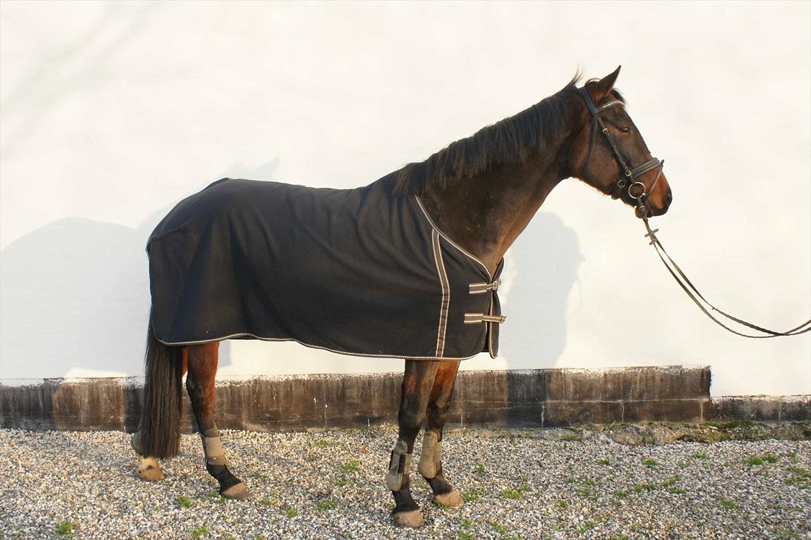 Dansk Varmblod Hot Chanel P. - Som 3 års billede 7