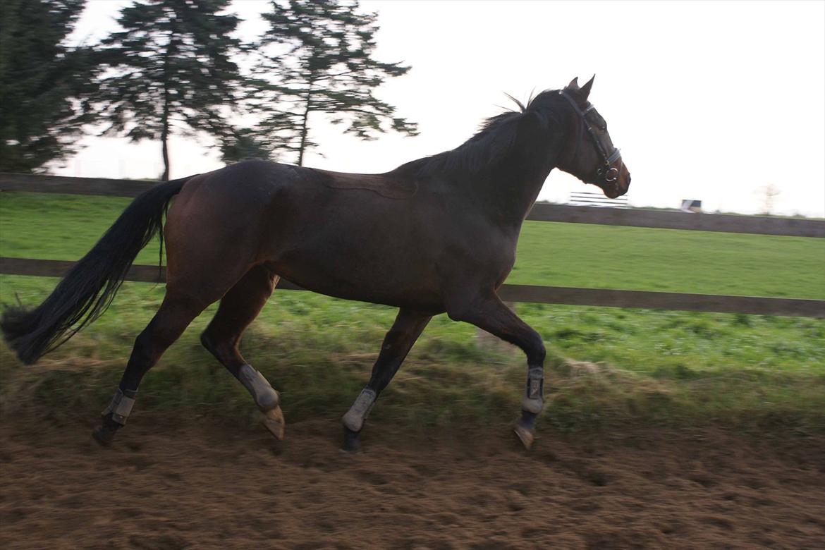 Dansk Varmblod Hot Chanel P. - 3 års billede 8