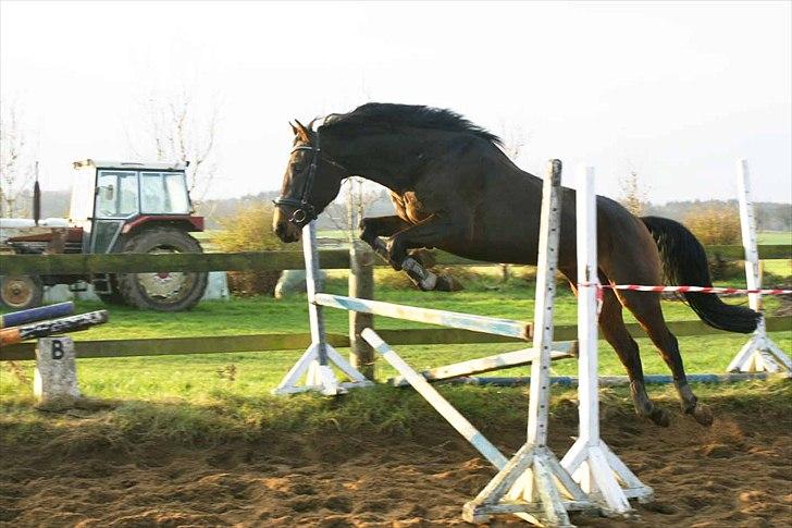 Dansk Varmblod Hot Chanel P. - 3 års billede 9