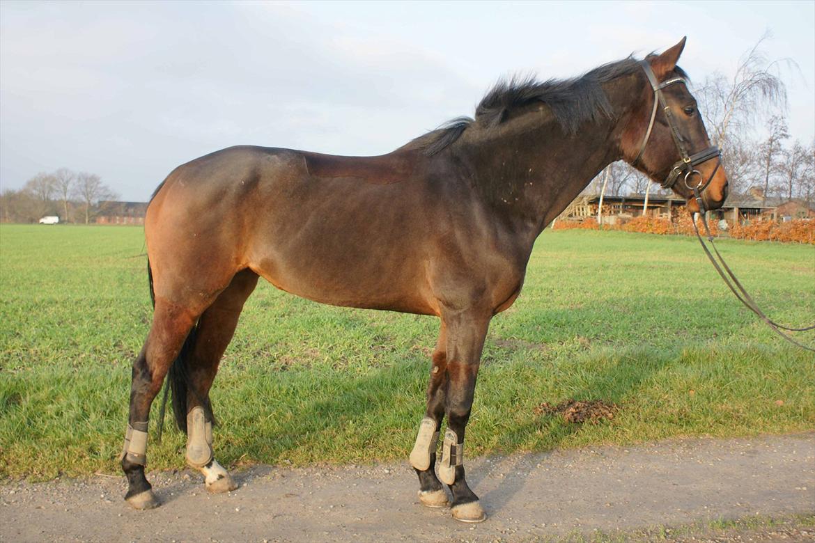 Dansk Varmblod Hot Chanel P. - 3 års november 2011 billede 10