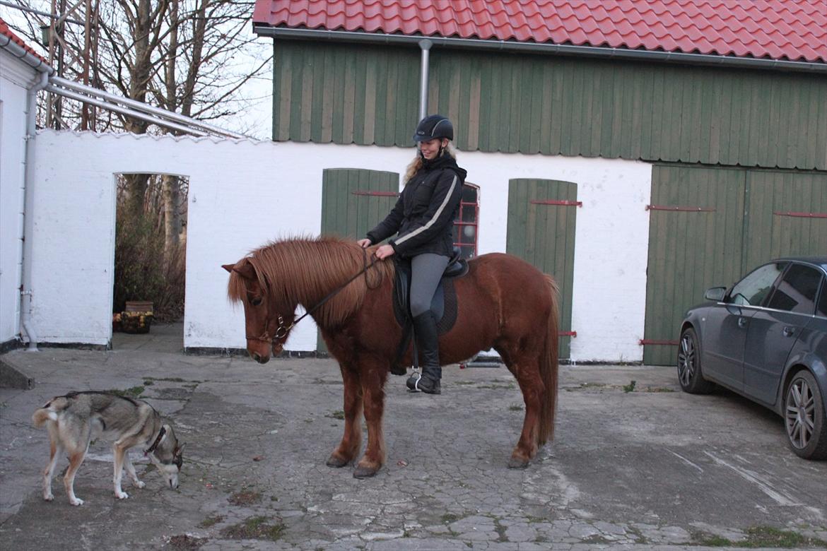 Islænder Bjarni dyssemosen - Bjarni hilser på Bliss for første gang :D 
Jeg ser da slet ikk stor ud på ham?! billede 16