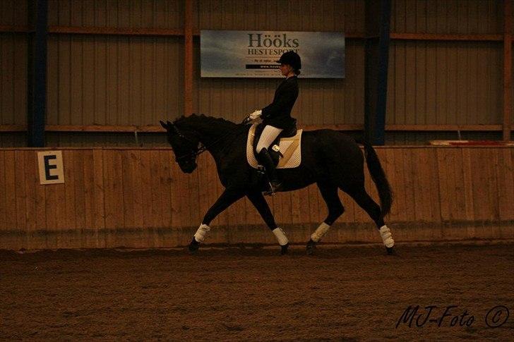 Trakehner Satori Birkedommergård - Sommer 2011, LC. Julie (tidl. part) som rytter.  billede 5