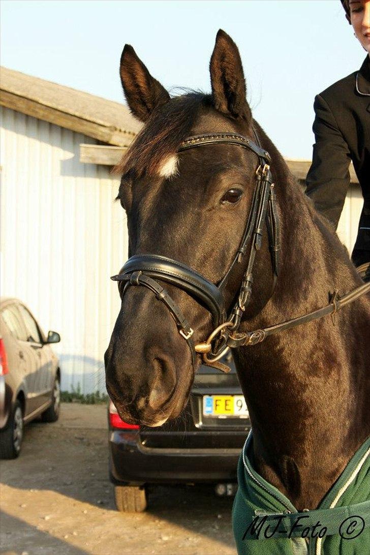 Trakehner Satori Birkedommergård - Sommer 2011, LC. Julie (tidl. part) som rytter.  billede 4