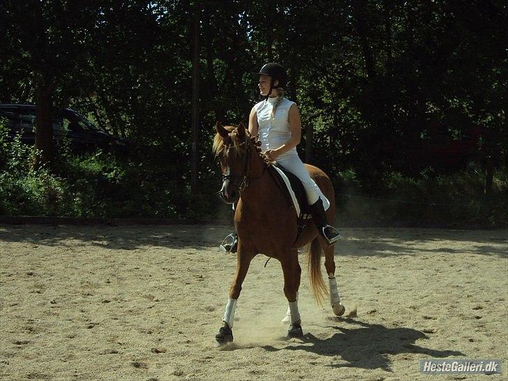 DSP Dressgirl Bitsch billede 5