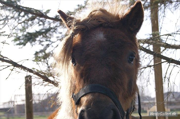 Shetlænder Frederik - Frede ude i haven.. Foto: Mia Lyng billede 13