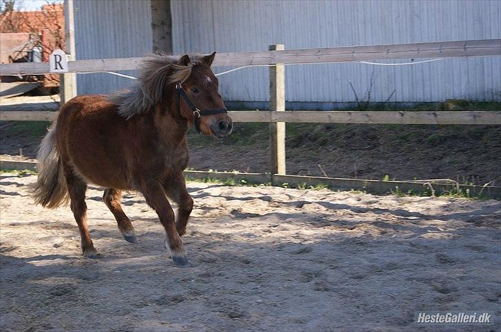 Shetlænder Frederik - Frederik på banen i fulde fart... Foto: Mia Lyng billede 11