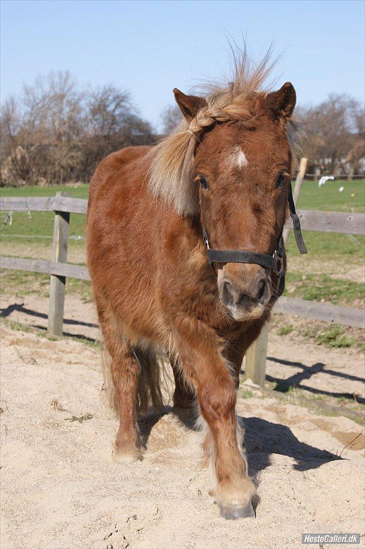 Shetlænder Frederik - Frederik ude på banen.. Foto: Mia Lyng billede 14