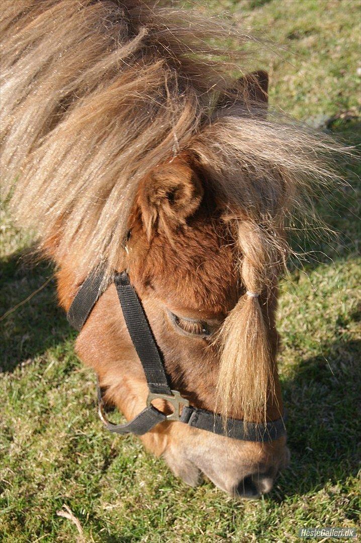 Shetlænder Frederik - Frede ude i haven. Foto: Mia Lyng billede 17