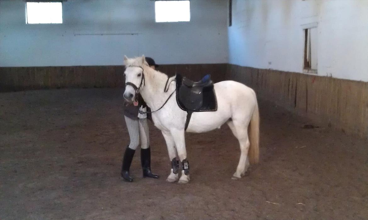 Anden særlig race Mille - Stå nu stille Mille! billede 3