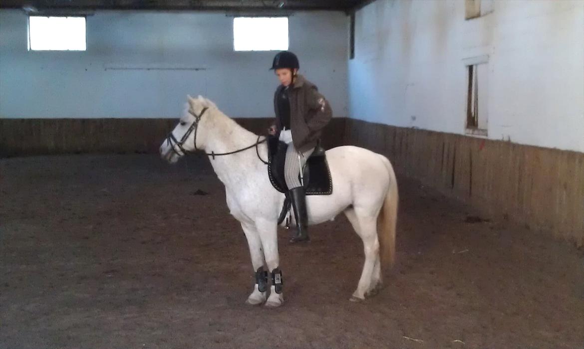 Anden særlig race Mille - Pyh, så kom vi op at sidde<3 billede 5