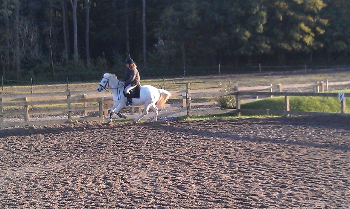 Anden særlig race Mille - Galelop!! billede 7