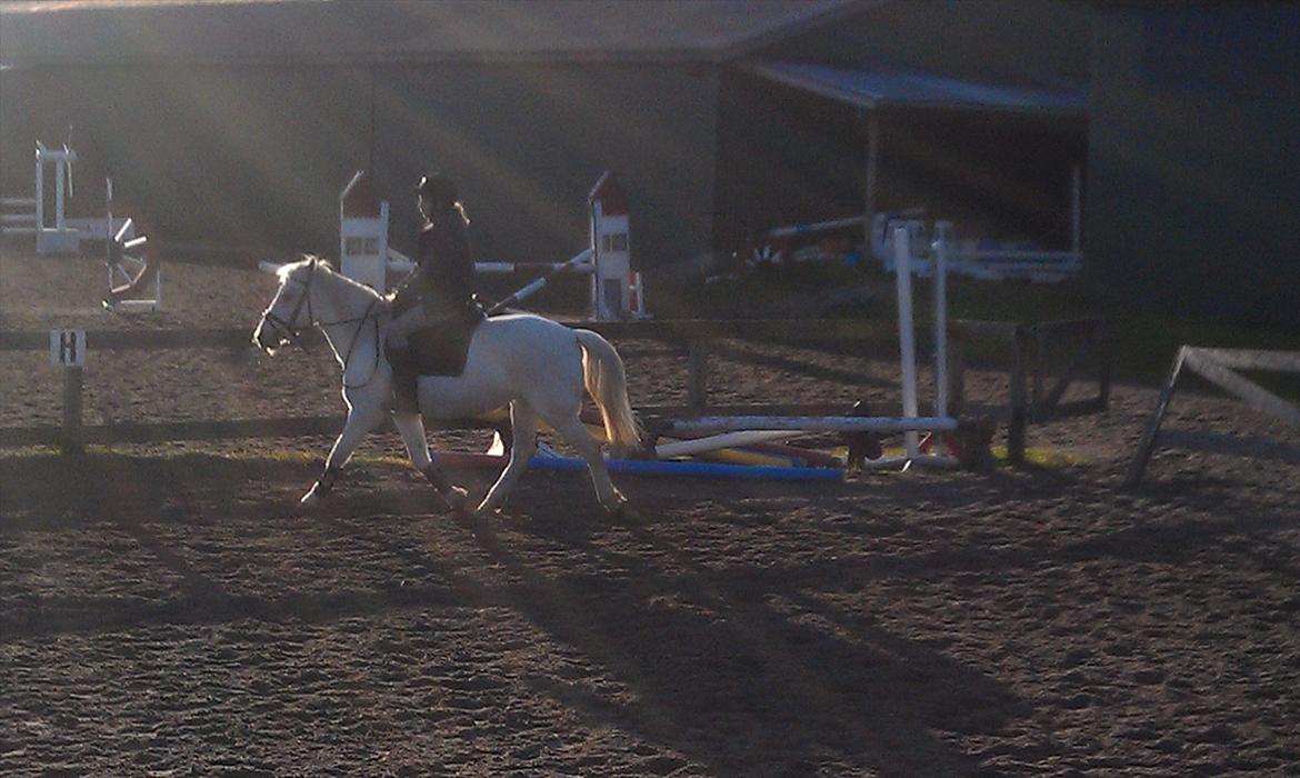 Anden særlig race Mille - Ihhh hvor vi skinner<3 billede 8