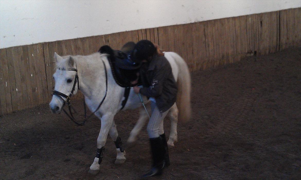 Anden særlig race Mille - Jeg mener det! STÅ STILLE! billede 4