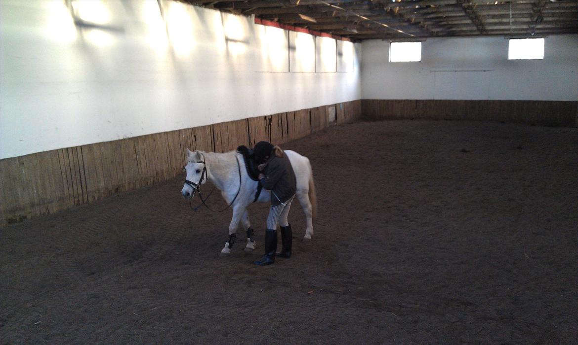 Anden særlig race Mille - Jeg går lige hen efter godbidder, mens du spænder gjord ik??!! billede 12