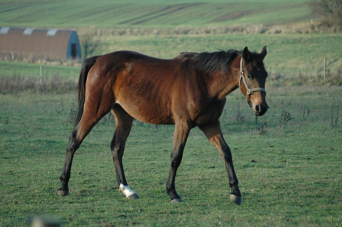 Anden særlig race Loke billede 3