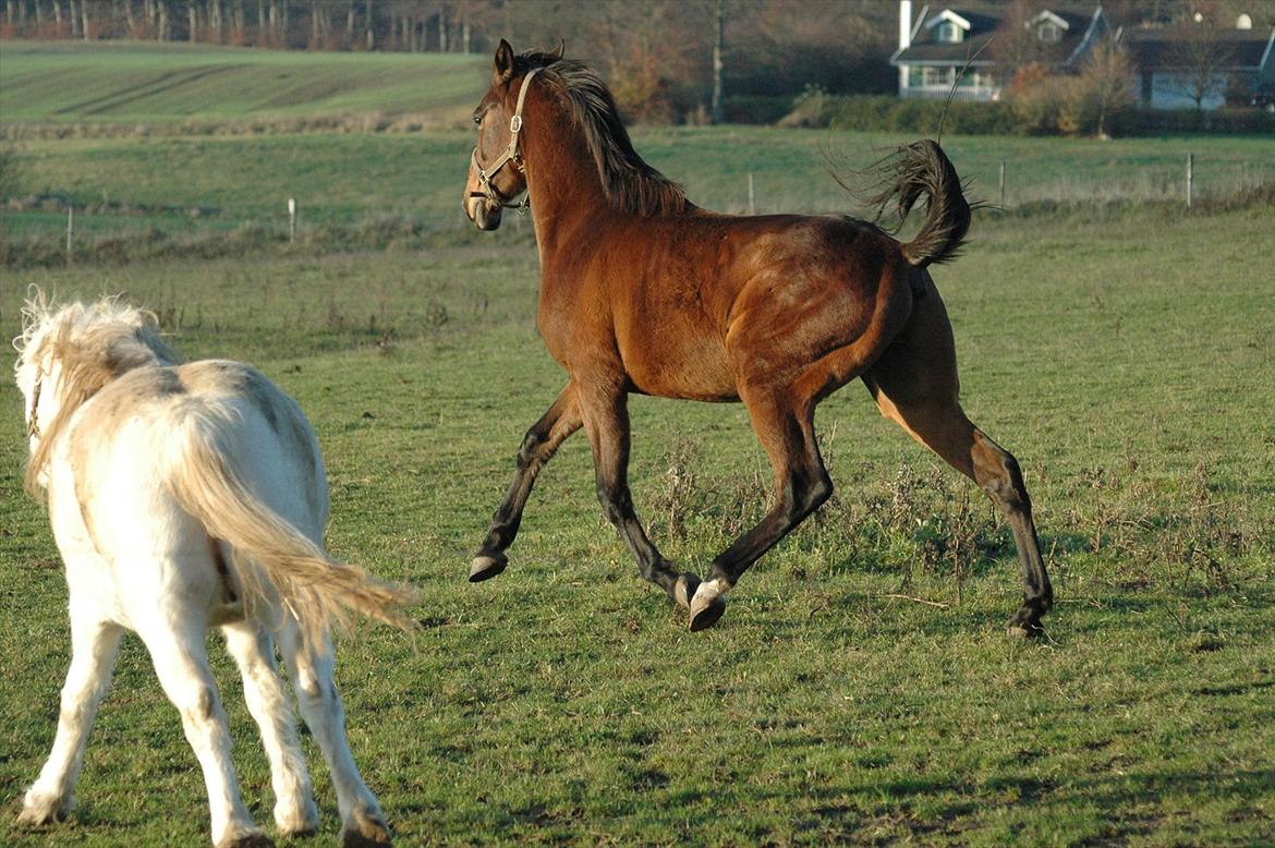 Anden særlig race Loke billede 4