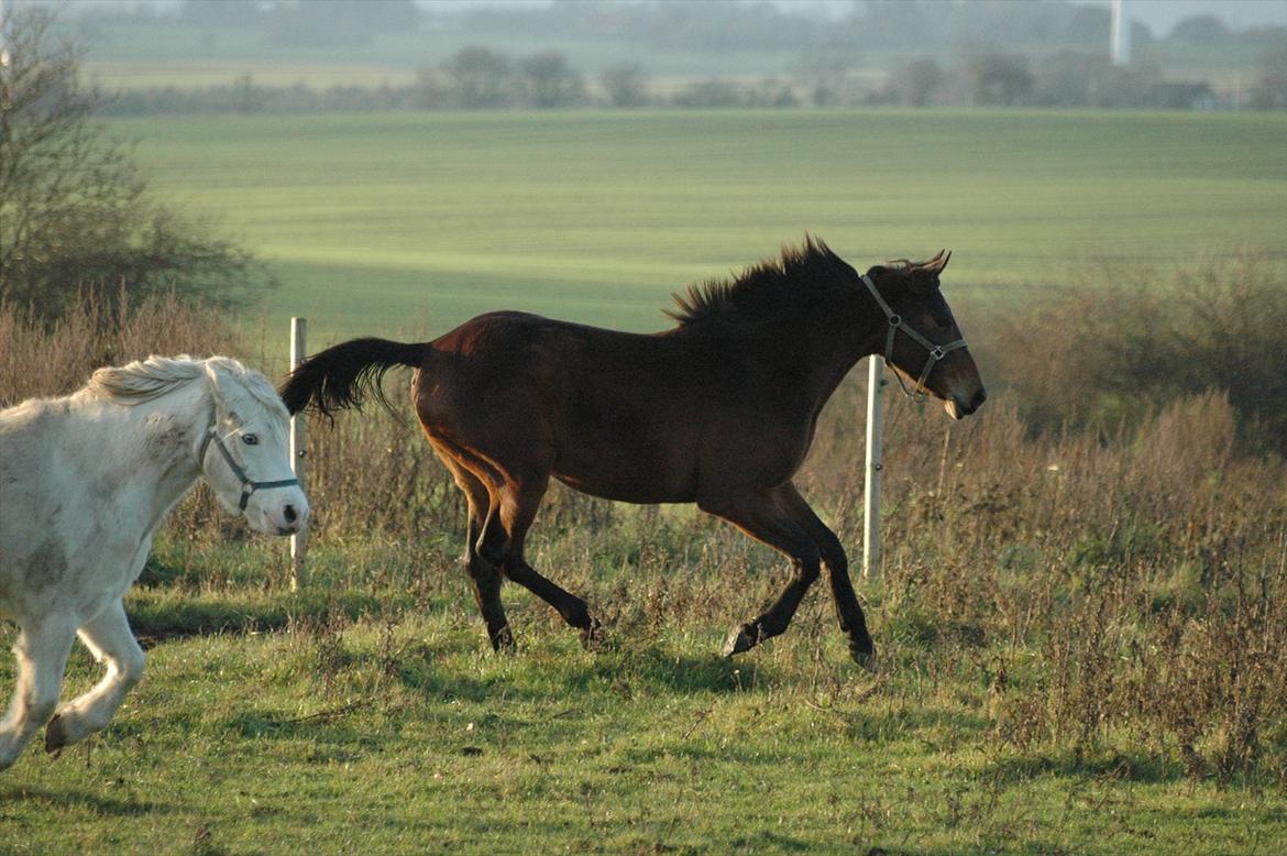 Anden særlig race Loke billede 5