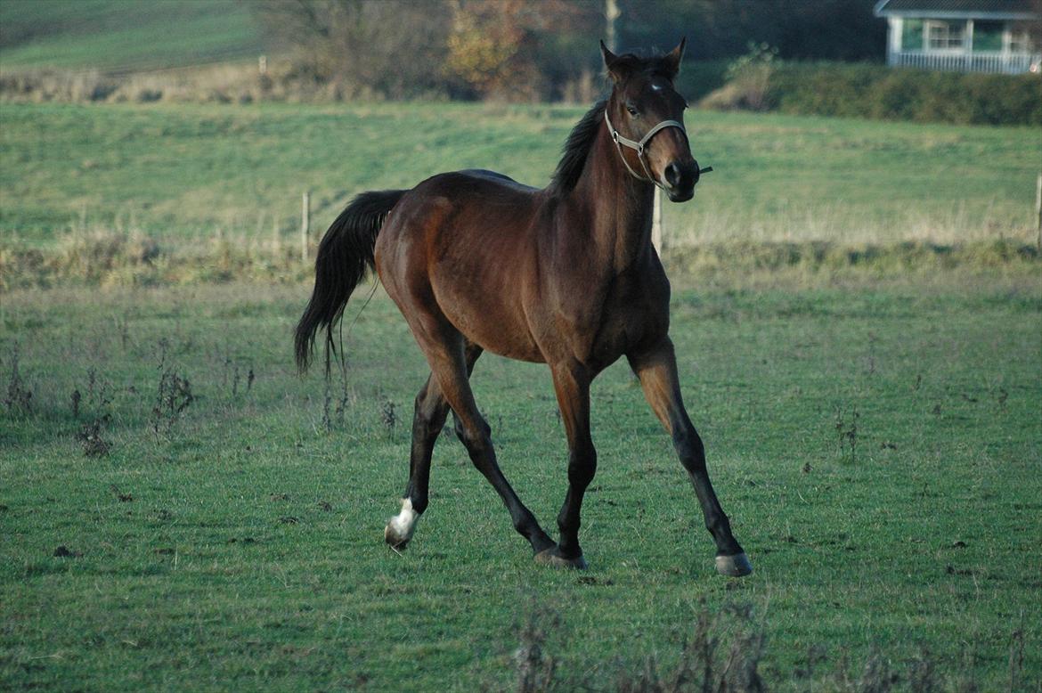 Anden særlig race Loke billede 6