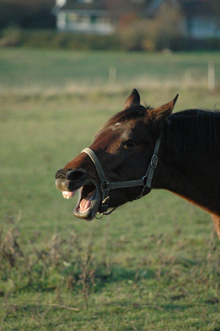 Anden særlig race Loke billede 7