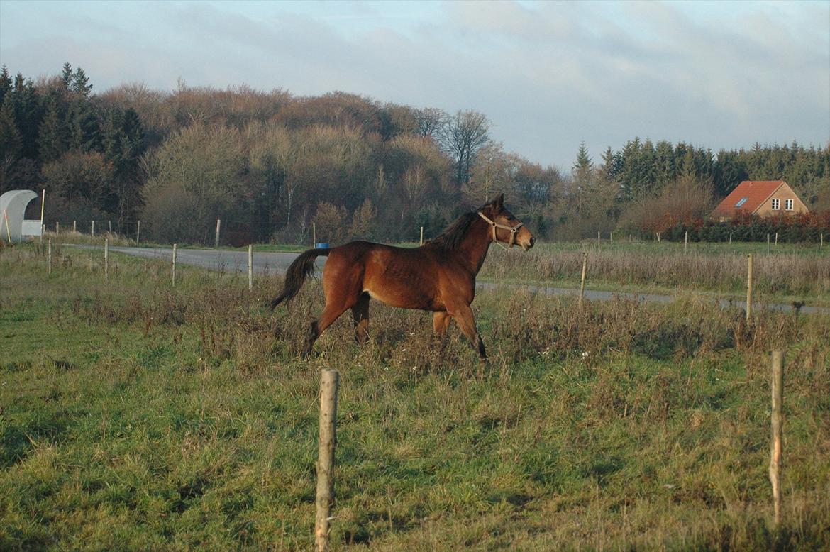 Anden særlig race Loke billede 8